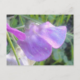 Everduurzame Sweet Pea-Briefkaart Briefkaart