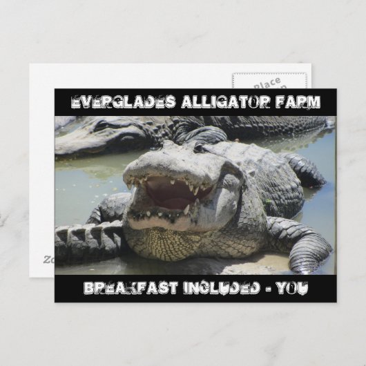Everglades Alligator Boerderij - ontbijt inbegrepe Briefkaart (Voorkant / Achterkant)