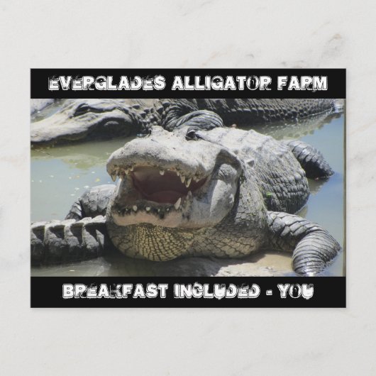 Everglades Alligator Boerderij - ontbijt inbegrepe Briefkaart (Voorkant)