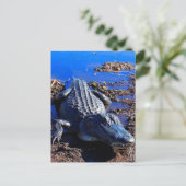 Everglades Alligator Briefkaart (Staand voorkant)
