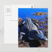 Everglades Alligator Briefkaart (Voorkant / Achterkant)