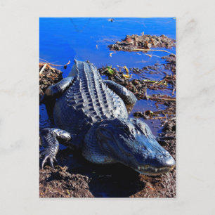 Everglades Alligator Briefkaart