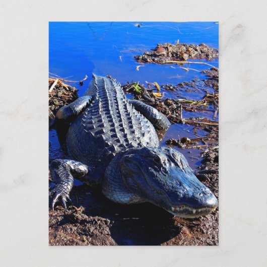 Everglades Alligator Briefkaart (Voorkant)