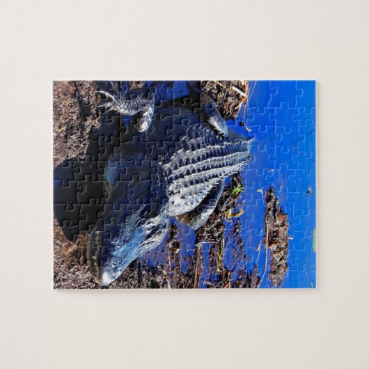Everglades Alligator Legpuzzel (Horizontaal)