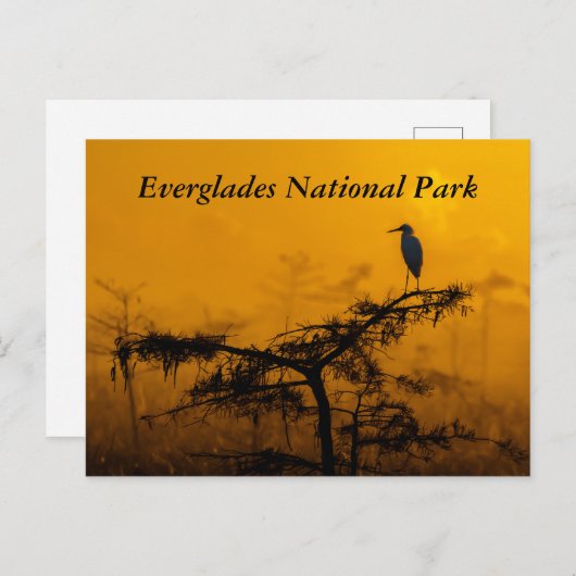 Everglades Briefkaart (Voorkant / Achterkant)