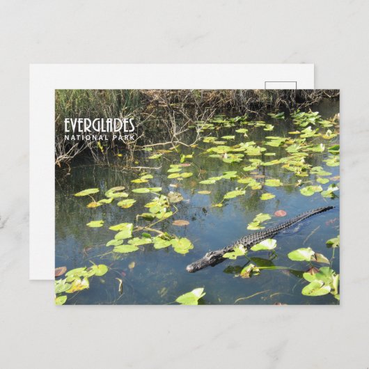 Everglades Briefkaart (Voorkant / Achterkant)