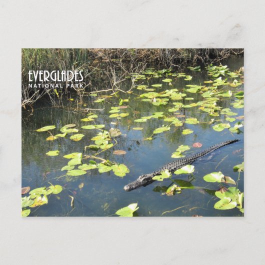 Everglades Briefkaart (Voorkant)