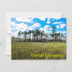 Everglades Cipres Blauwe Lucht & Wolkreflecties Briefkaart