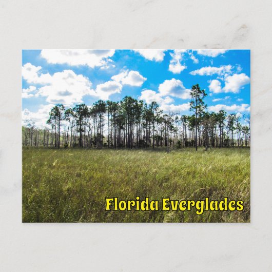 Everglades Cipres Blauwe Lucht & Wolkreflecties Briefkaart (Voorkant)