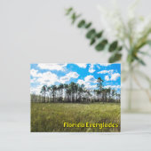 Everglades Cypress Blue Sky & Cloud Reflections Briefkaart (Staand voorkant)