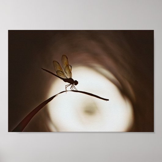 Everglades Dragonfly Poster (Voorkant)