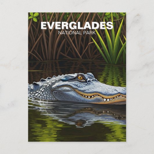 Everglades Florida Alligator Reizen Briefkaart (Voorkant)