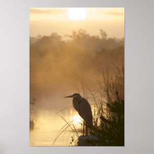 Everglades Great Blue Heron Poster