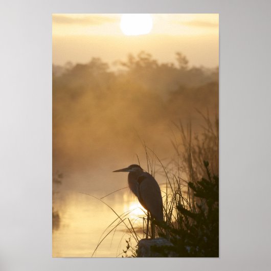 Everglades Great Blue Heron Poster (Voorkant)