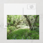 Everglades - moeras - moeras briefkaart (Voorkant / Achterkant)