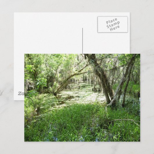 Everglades - moeras - moeras briefkaart (Voorkant / Achterkant)