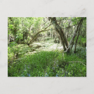 Everglades - moeras - moeras briefkaart