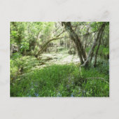 Everglades - moeras - moeras briefkaart (Voorkant)