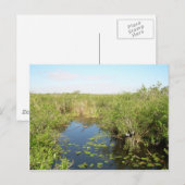Everglades - moeras - moeras briefkaart (Voorkant / Achterkant)