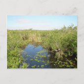Everglades - moeras - moeras briefkaart (Voorkant)