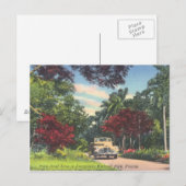 Everglades National Park Florida  Briefkaart (Voorkant / Achterkant)