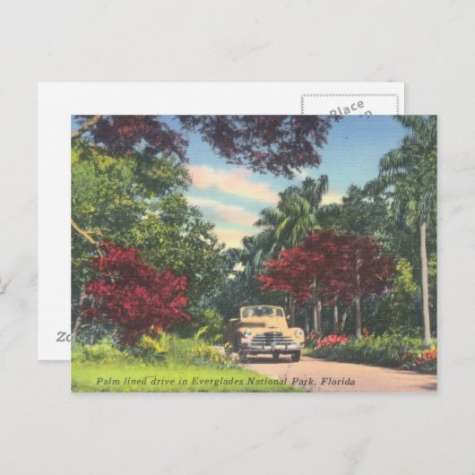 Everglades National Park Florida  Briefkaart (Voorkant / Achterkant)