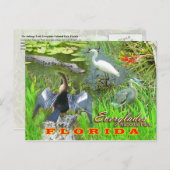 Everglades National Park, Florida Briefkaart (Voorkant / Achterkant)