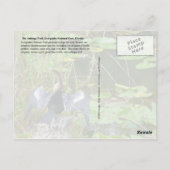 Everglades National Park, Florida Briefkaart (Achterkant)