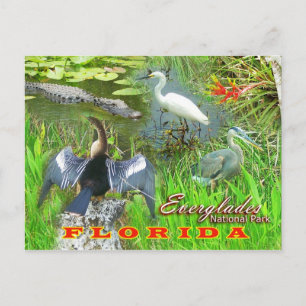 Everglades National Park, Florida Briefkaart