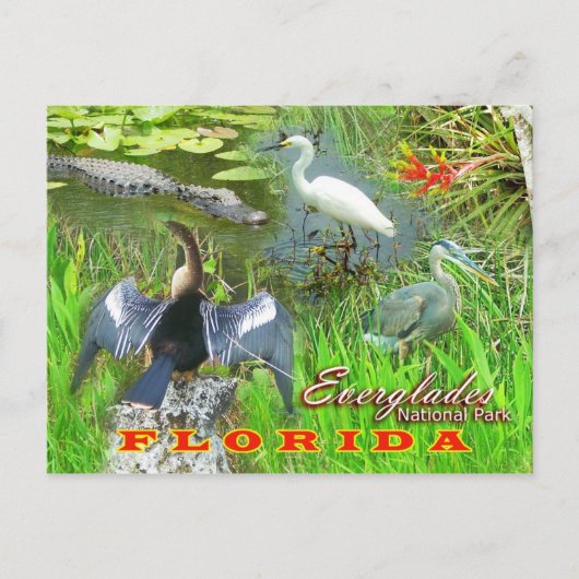 Everglades National Park, Florida Briefkaart (Voorkant)