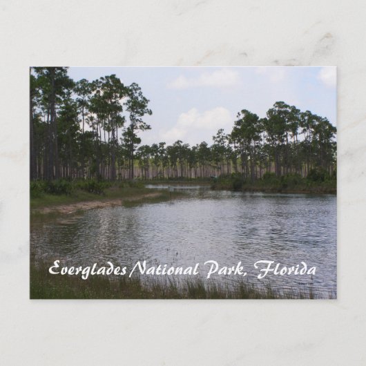 Everglades National Park, Florida Briefkaart (Voorkant)