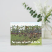 Everglades National Park, Florida Briefkaart (Staand voorkant)