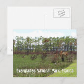 Everglades National Park, Florida Briefkaart (Voorkant / Achterkant)