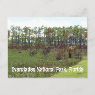 Everglades National Park, Florida Briefkaart