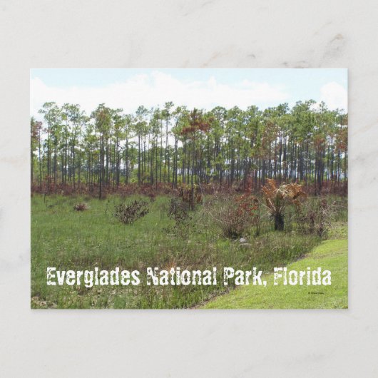 Everglades National Park, Florida Briefkaart (Voorkant)