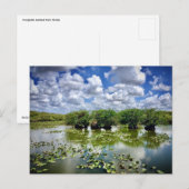Everglades, National Park, Florida Briefkaart (Voorkant / Achterkant)