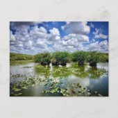Everglades, National Park, Florida Briefkaart (Voorkant)