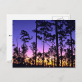 Everglades National Park, Pinelands Area, Florida Briefkaart (Voorkant / Achterkant)