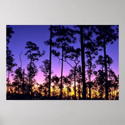 Everglades National Park, Pinelands Area, Florida Poster (Voorkant)
