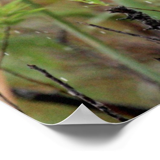 Everglades Snagelsteen #1 afdruk Poster (Hoek)