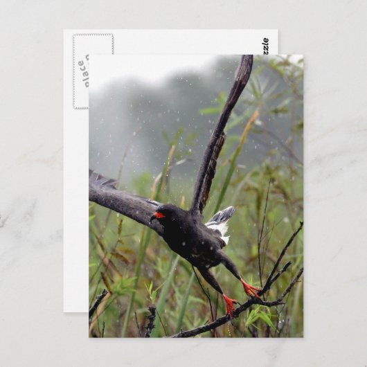 Everglades Snagelsteen #1 briefkaart (Voorkant / Achterkant)