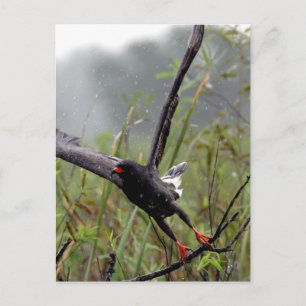 Everglades Snagelsteen #1 briefkaart