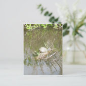 Everglades - tortoise briefkaart (Staand voorkant)