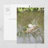 Everglades - tortoise briefkaart (Voorkant / Achterkant)