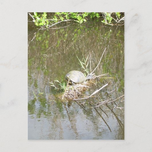 Everglades - tortoise briefkaart (Voorkant)