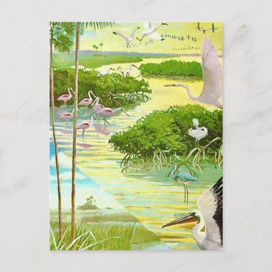 Everglades Vogelansichtkaart Briefkaart (Voorkant)
