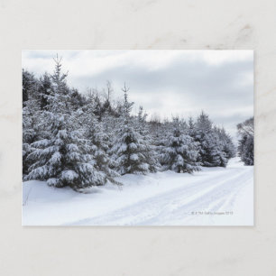 Evergreen bomen en weg in sneeuw briefkaart