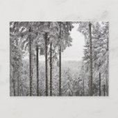 Evergreen forest in de winter briefkaart (Voorkant)