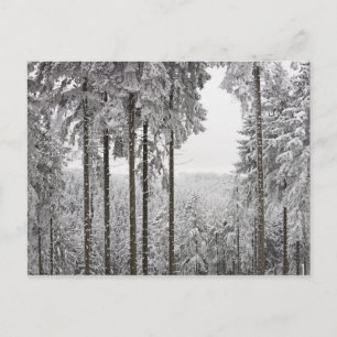 Evergreen forest in de winter briefkaart