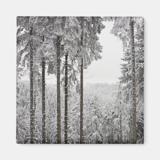 Evergreen forest in de winter magneet (Voorkant)